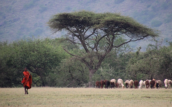 Masaj, strom a krávy.