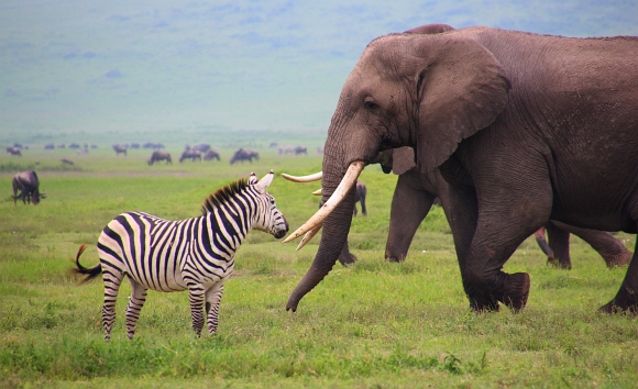 Sloni a zebry