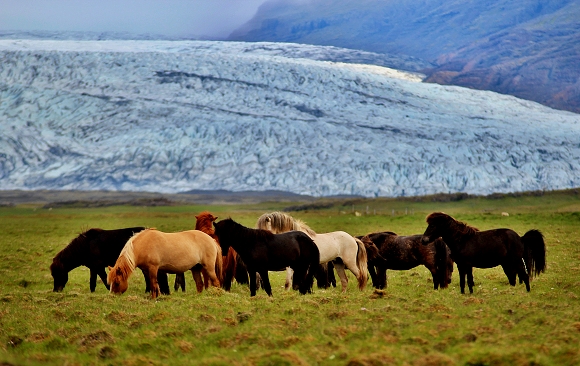 Islandští koně, v pozadí jeden ze splazů ledovce Vatnajökull