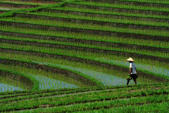 Rice field, Bali