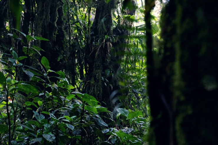 costarica2017-004 Horský mlžný les v Monteverde neskýtá tolik plytké zábava jako nedaleké zip-line, ovšem procházka je to více než příjemná. Na pouhých 105 km2 se nachází 2,5%...