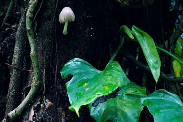 costarica2017-005 V rezervaci je přes 3 tisíce nejrůznějších druhů rostlin, z toho 755 druhů stromů. Nebo také nejvíce druhů orchidejí na jednom místě.