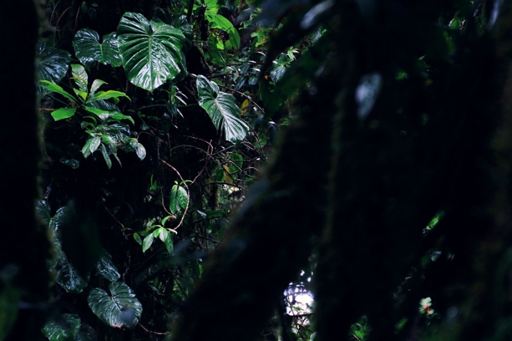 costarica2017-007 Samotná rezervace se nachází na hranici kontinentálního rozvodí, takže je vysoká šance, že pokud někdo bude močit na to správné místo, část steče do Tichého...