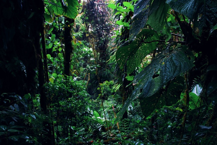 costarica2017-008 Rezervace ochraňuje mlžný prales na ploše 14 200 ha, který se rozkládá na svazích pohoří Tilarán v nadmořské výšce kolem 1400 metrů nad mořem.