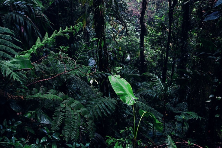 costarica2017-009 V rezervaci Monteverde je přes 100 druhů savců, kolem 400 druhů ptáků, 120 druhů plazů a obojživelníků. Díky husté vegetaci však až na výjimky návštěvník...