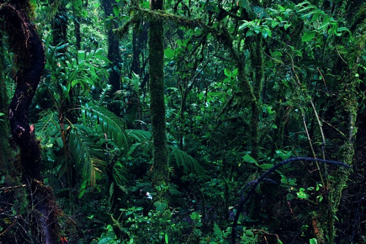 costarica2017-010 Monteverde je rezervace, která za svůj vznik vděčí soukromým iniciativám a organizacím, které od roku 1972 začaly skupovat půdu za účelem její ochrany. V...