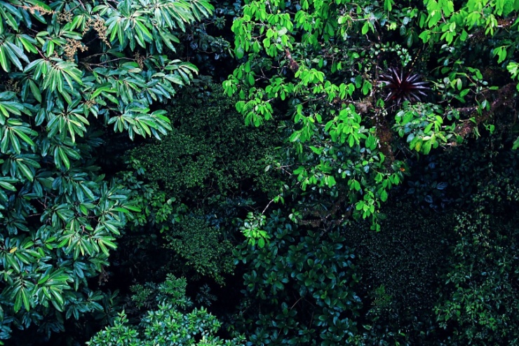 costarica2017-012 Lesy zaujímají 46% Kostariky. A vzhledem k přínosu turistiky nedochází k devastaci lesů takovým tempem, jako v jiných zemích Střední i Jižní Ameriky.