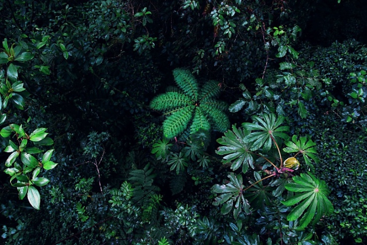 costarica2017-013 Některé pěší lávky jsou zavěšeny v horních patrech lesa, takže je možno se kochat téměř leteckými pohledy na vegetaci kdesi dole.
