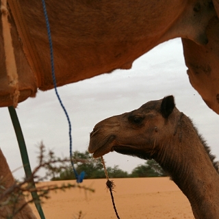 mauritania2009076