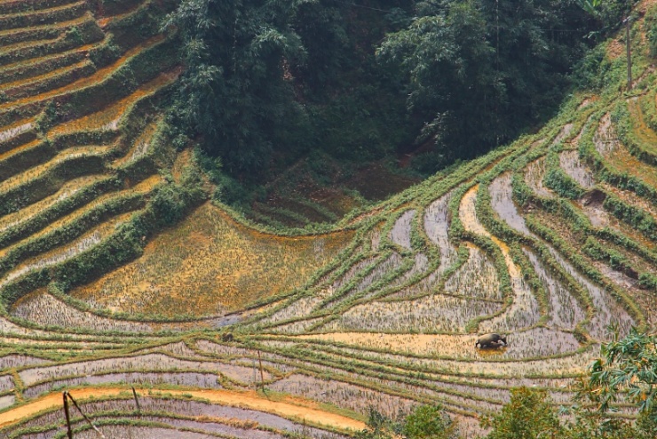 vietnam2012-060 Na rozdíl od evropských Alp neroste v severním Vietnamu na svazích čokoláda a turisté, nýbrž rýže.